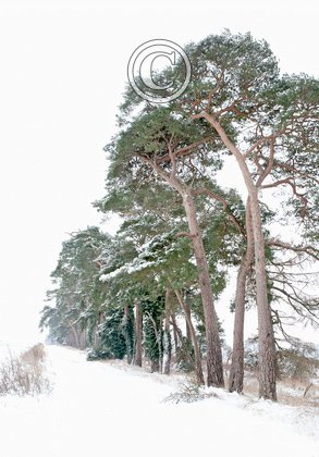 Breckland Trees in Winter DM1468
